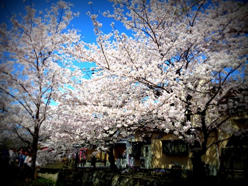 Cherry blossoms along the Philosopher's Walk