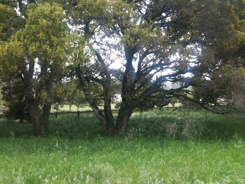 Back left corner of property - pasture