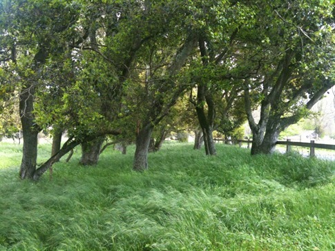 Back left of pasture